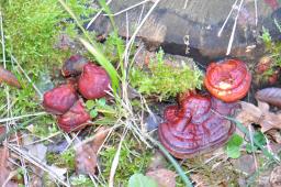 Ganoderma lucidum