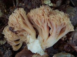 Ramaria fagetorum