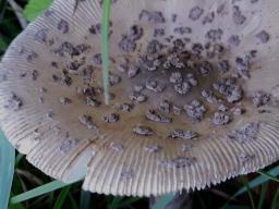 Amanita ceciliae