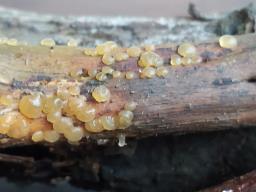 Dacrymyces stillatus