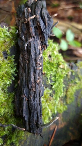 Xylaria longipes