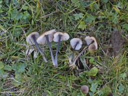 Entoloma asprellum