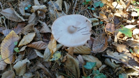 Amanita vaginata