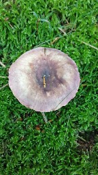 Russula violeipes