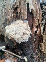 Hericium coralloides