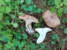 Tricholoma cedretorum