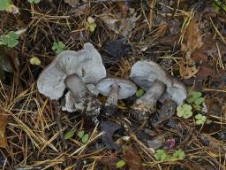 Tricholoma squarrulosum