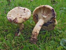 Lactarius flavidus