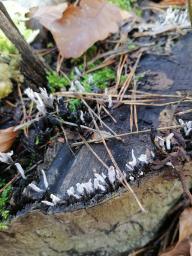 Xylaria hypoxylon