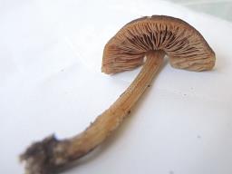 Pluteus podospileus