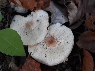 Lepiota cristata