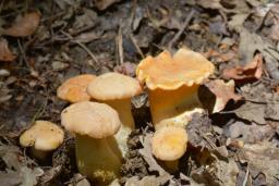 Cantharellus cibarius