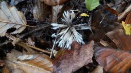 Thelephora penicillata