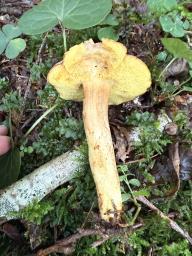 Xerocomus ferrugineus