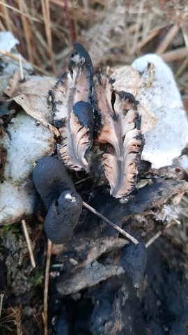 Xylaria polymorpha