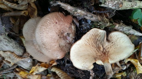 Paxillus involutus