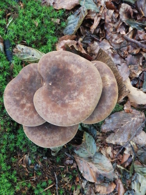 Tapinella atrotomentosa