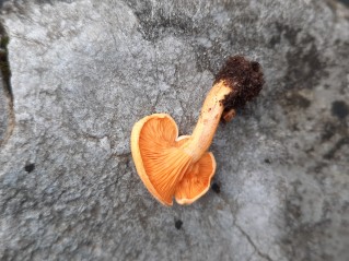 Hygrophoropsis aurantiaca