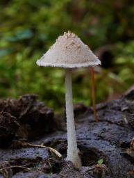 Coprinopsis nivea