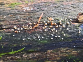 Helicogloea compressa