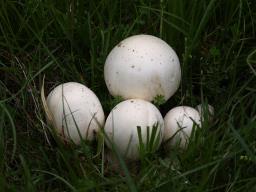 Agaricus urinascens