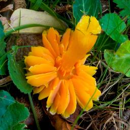 Hygrocybe quieta