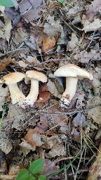 Suillus bovinus