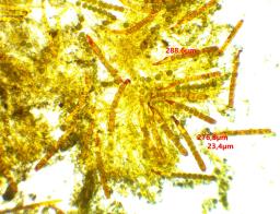 Ramsbottomia macrantha