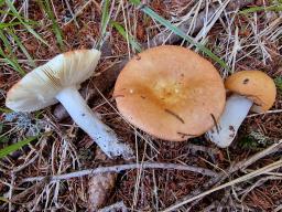 Russula decolorans