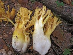 Ramaria flavescens