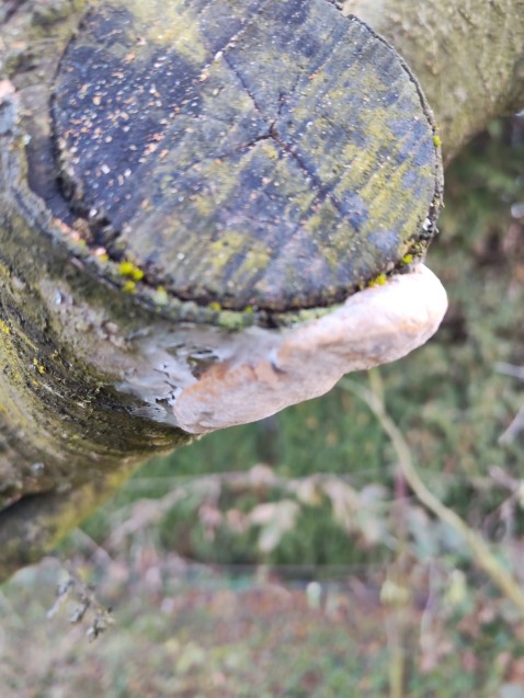 Phellinus pomaceus