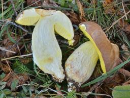 Hemileccinum impolitum