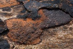 Hypomontagnella submonticulosa