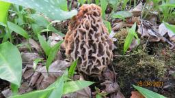 Morchella vulgaris