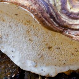 Heterobasidion parviporum