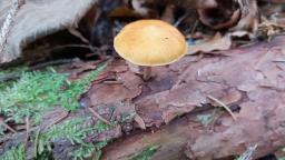 Gymnopilus penetrans