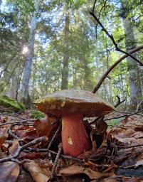 Rubroboletus rubrosanguineus