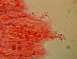 Calyptella capula