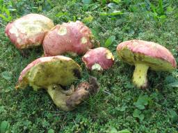 Butyriboletus pseudoregius