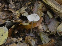 Hymenopellis hygrophoroides