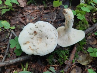 Lactifluus glaucescens