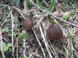 Mycena plumipes