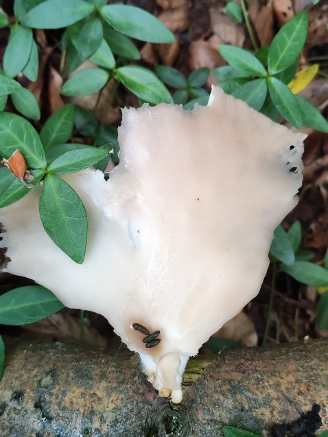 Pleurotus pulmonarius