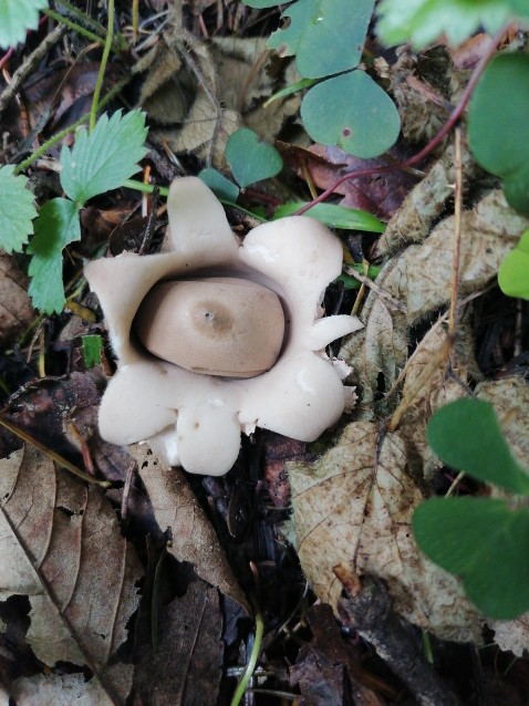 Geastrum rufescens