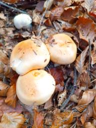 Hygrophorus pudorinus