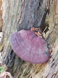 Ganoderma resinaceum