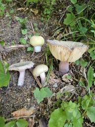 Russula violeipes