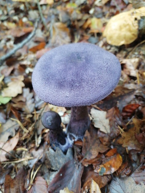 Cortinarius violaceus