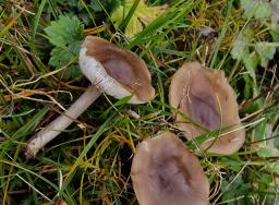 Melanoleuca friesii