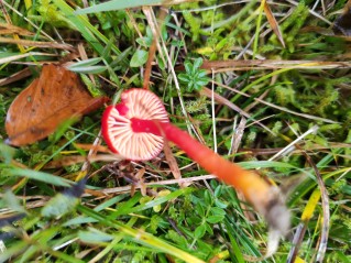Hygrocybe coccinea